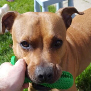 Tandenborstel en hondenspeeltje, alles in één!