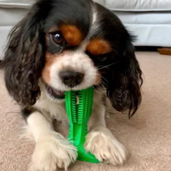 Tandenborstel en hondenspeeltje, alles in één!